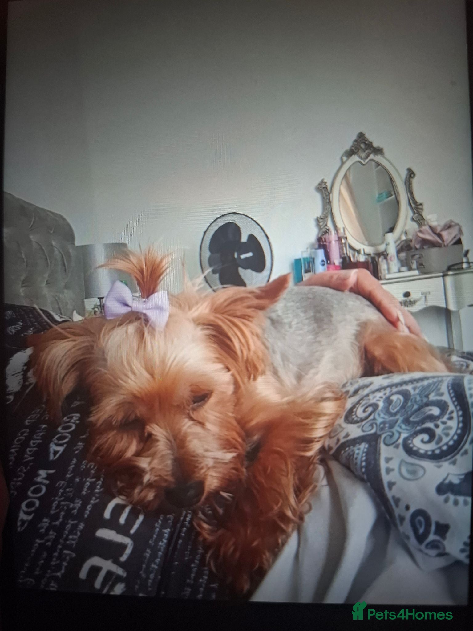 Yorkshire Terrier dogs  Pure  outstanding silver yorkshire terrier  - Advert 12