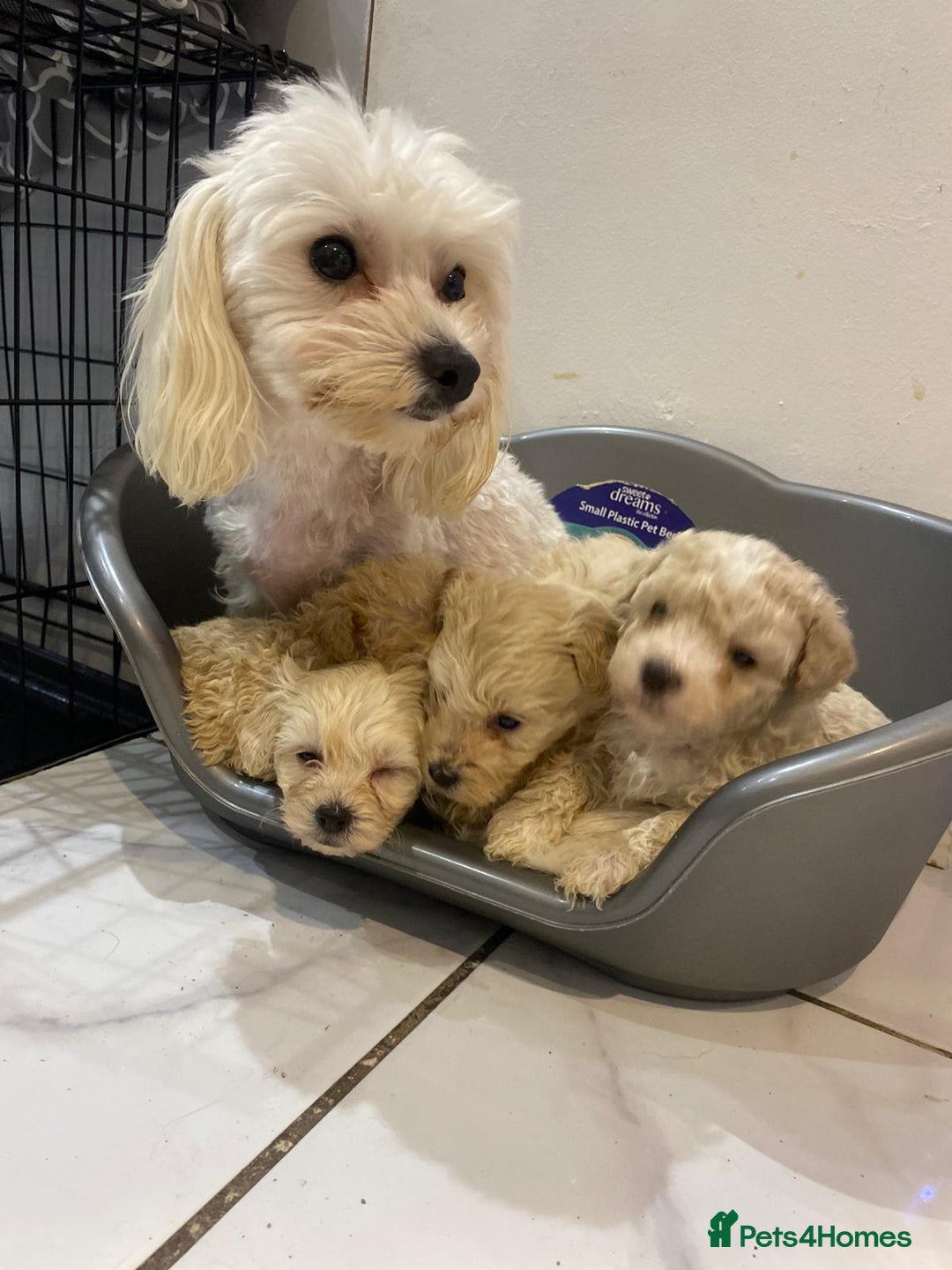 Maltipoo dogs for sale: Miniature multipoint puppies - Advert 4