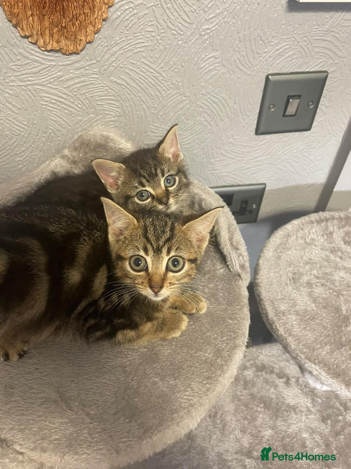 Mixed Breed cats 🐾 Beautiful Kittens Looking for Loving Homes! 🐾 - Advert 2