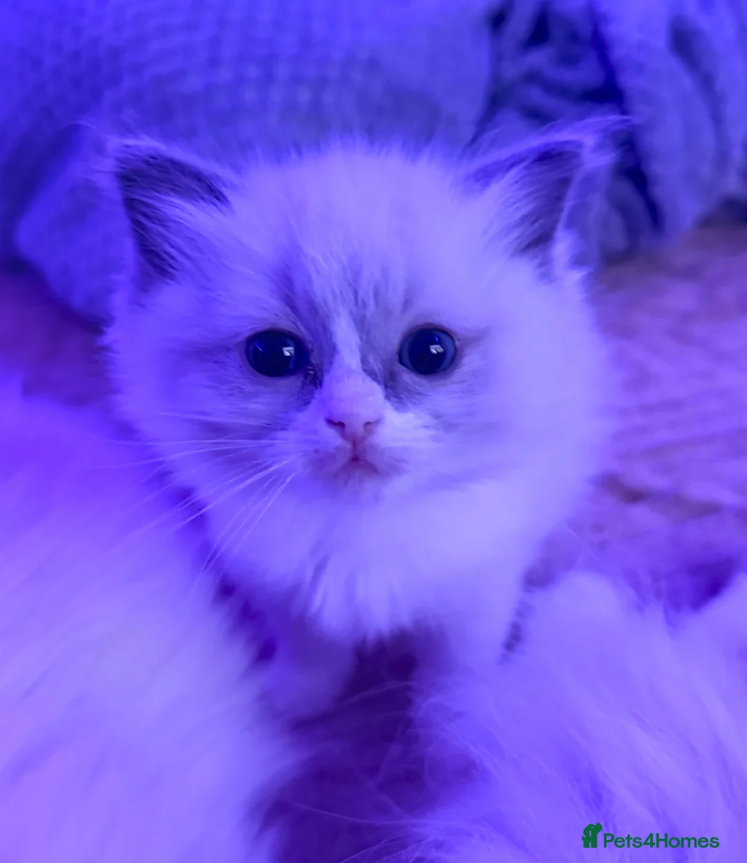 Ragdoll cats for sale: Female Ragdoll kitten for sale - Advert 1