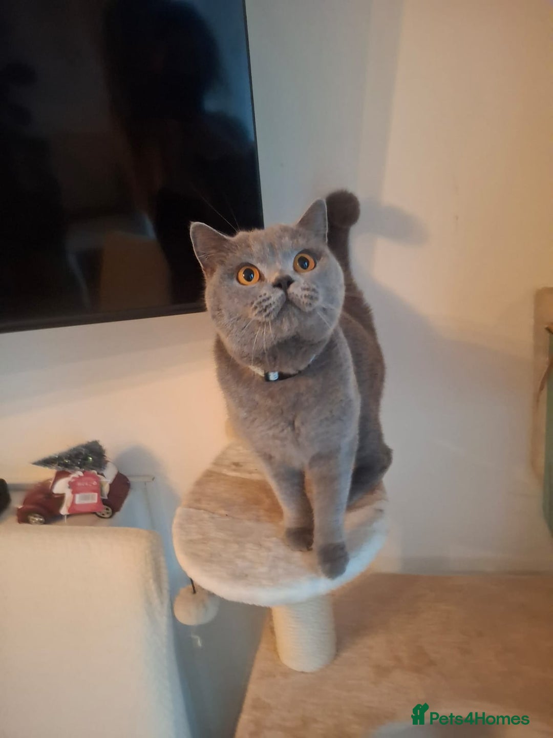 British Shorthair cats for sale: British shorthair - Advert 1
