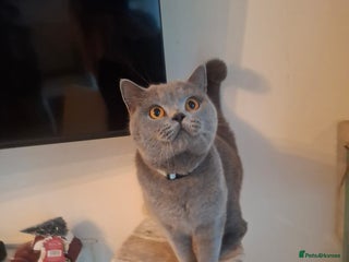 British Shorthair cats British shorthair - Advert 5