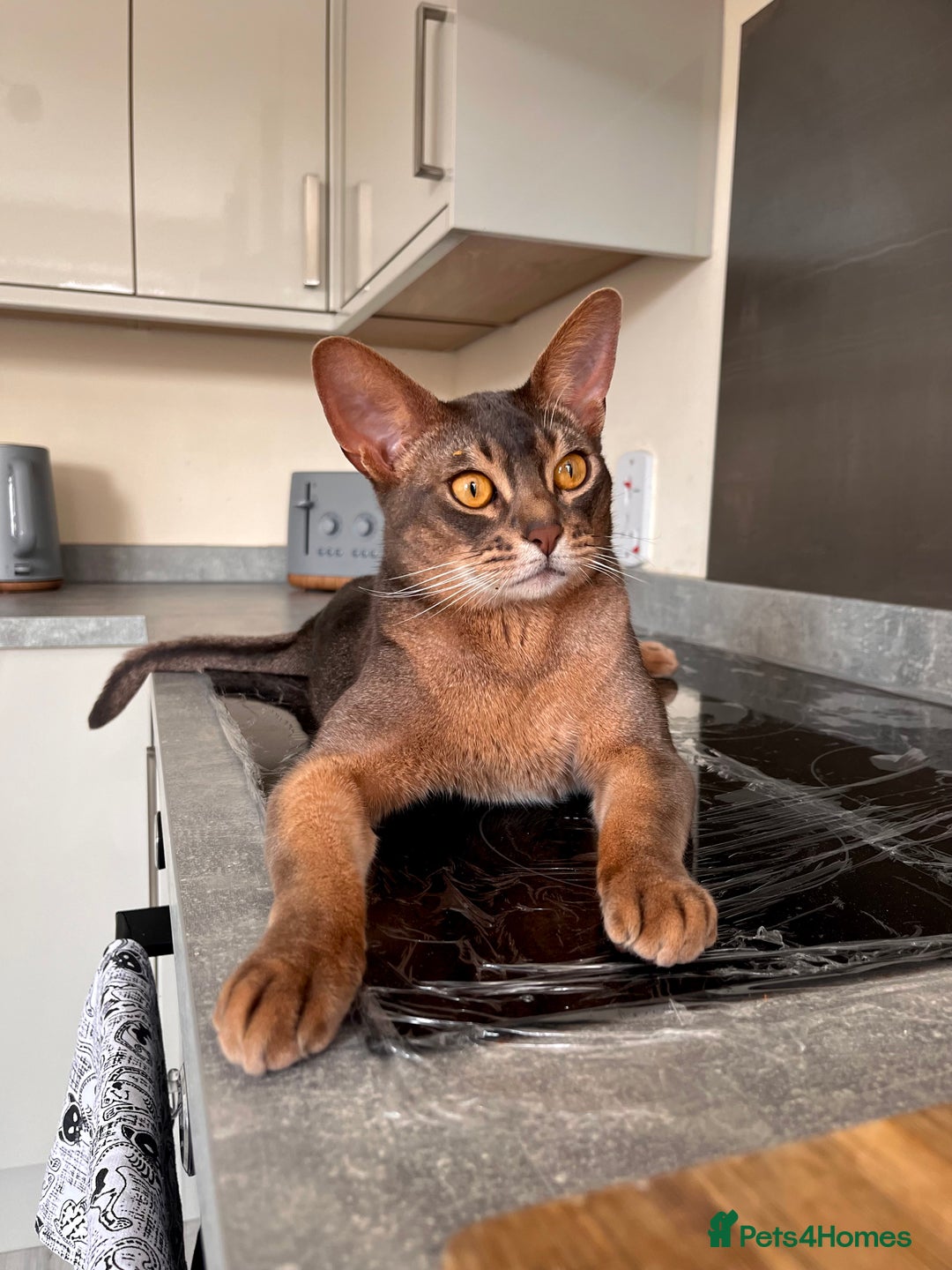 Abyssinian cats for sale: Loving Home Wanted for Our Abyssinian Boy, Yoda - Advert 7