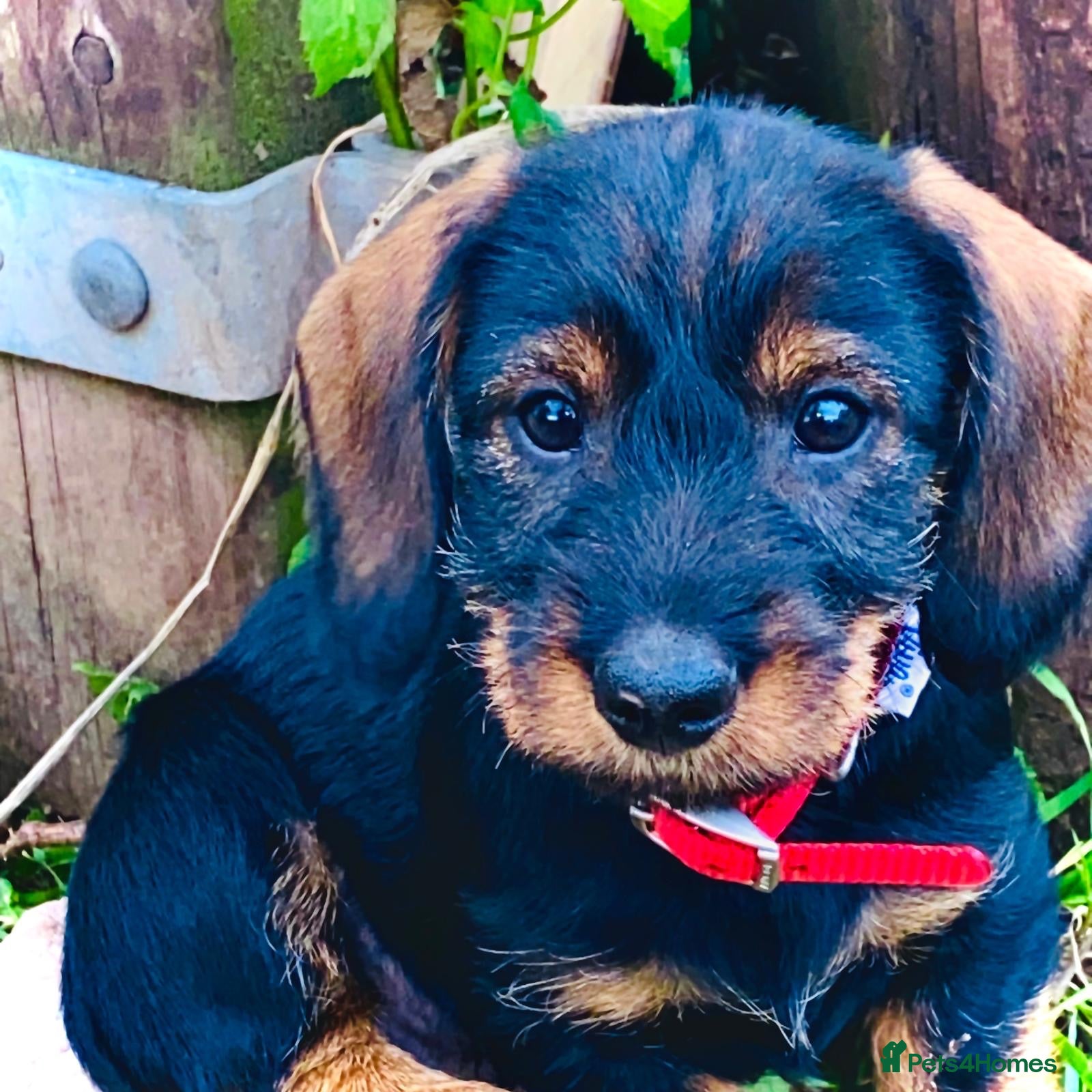 Dachshund dogs Wire haired Teckel puppies for sale  - Advert 1