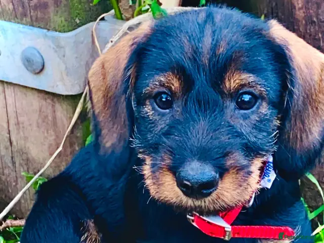 Dachshund dogs for sale: Wire haired Teckel 1 boy pup available - Advert 2
