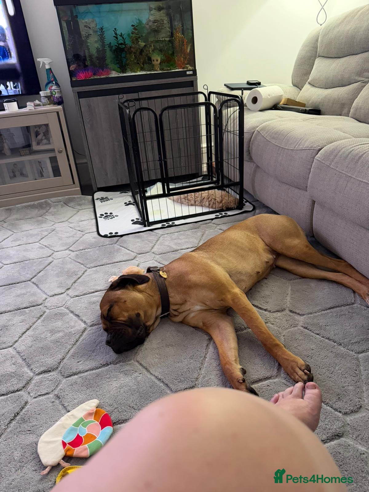 Cane Corso dogs Cane Corso 18 Month old Female - Advert 5