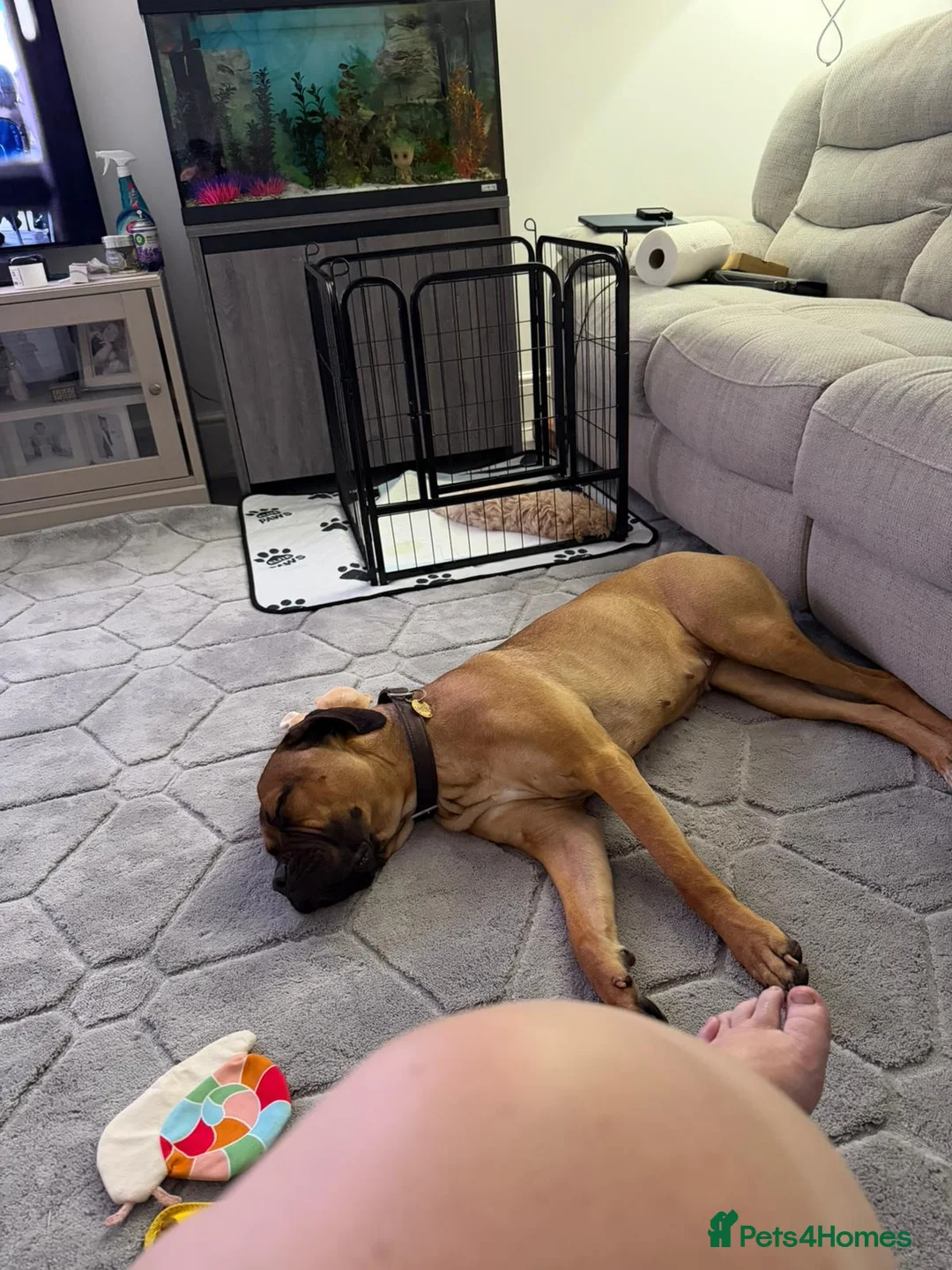 Cane Corso dogs for sale: Cane Corso 18 Month old Female - Advert 1