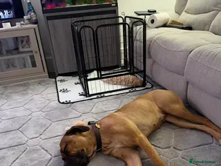 Cane Corso dogs Cane Corso 18 Month old Female - Advert 1