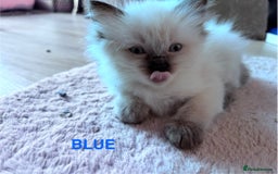 Ragdoll cats for sale: 🥰 Beautiful Radoll Kittens 😍 - Image 13