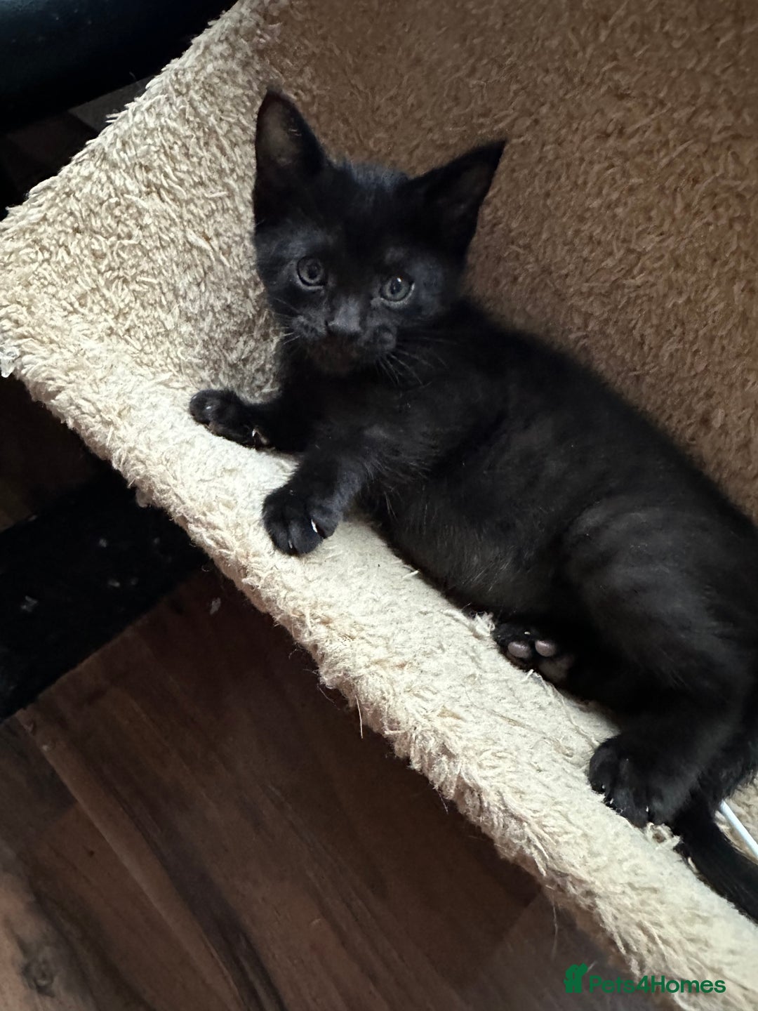 Mixed Breed cats for sale: Amazing Half Bengals !!! - Advert 32