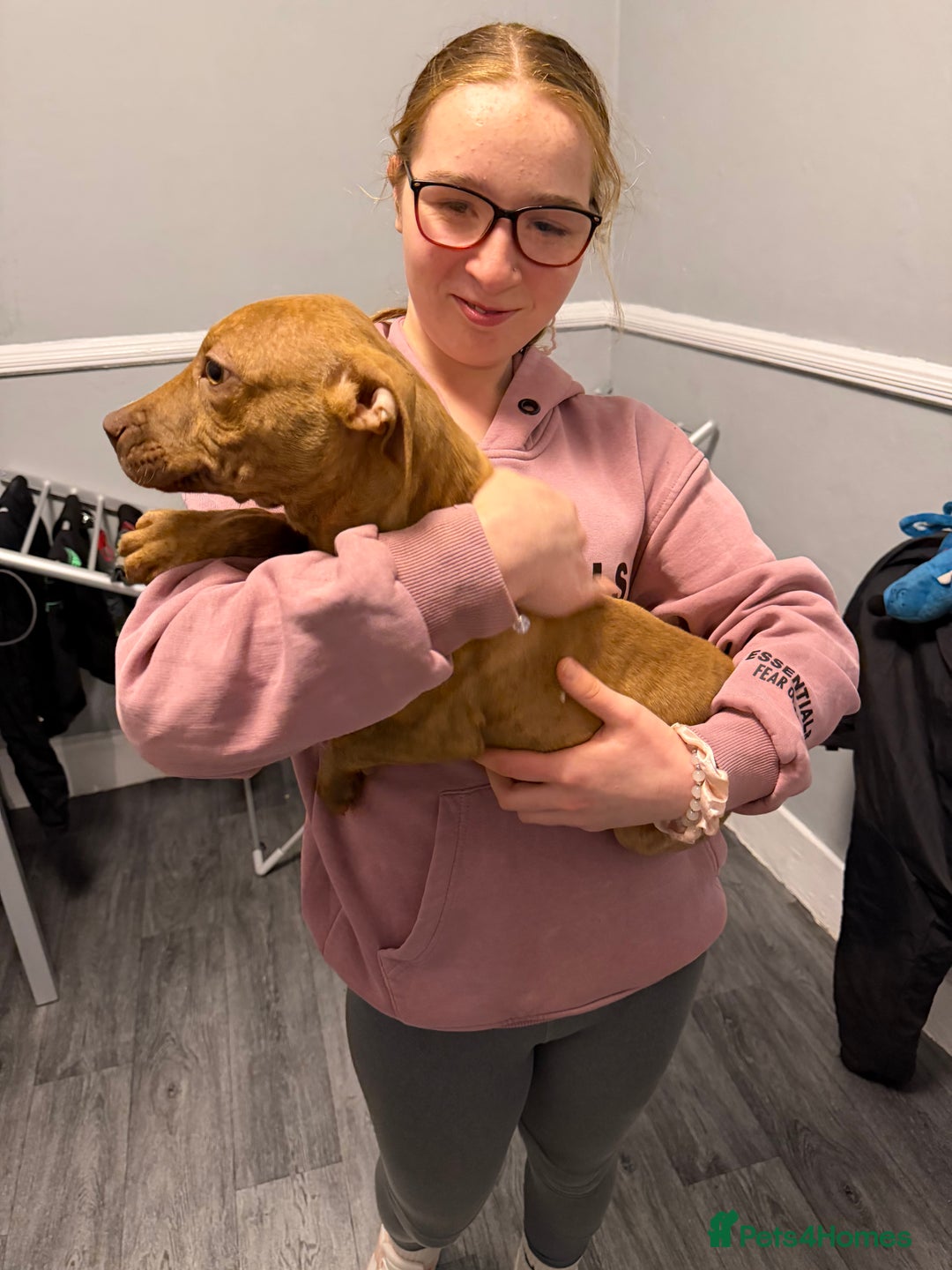 Staffordshire Bull Terrier dogs for sale: Female staff puppy - Advert 9