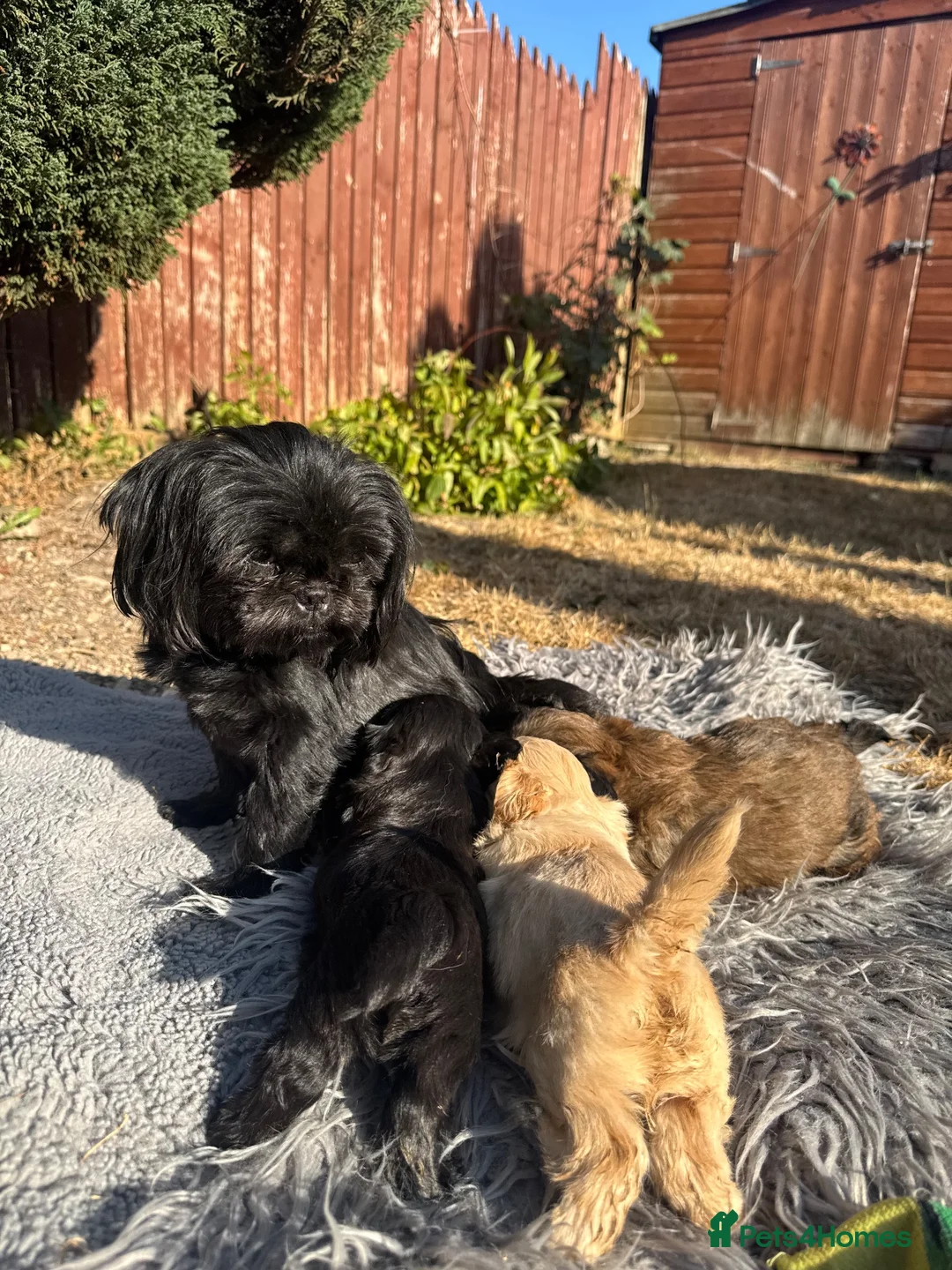 Shih Tzu dogs for sale: Imperial Shih Tzu puppies  in Derby - Advert 23