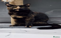 British Shorthair cats for sale: Gin & Tonic  - Image 10