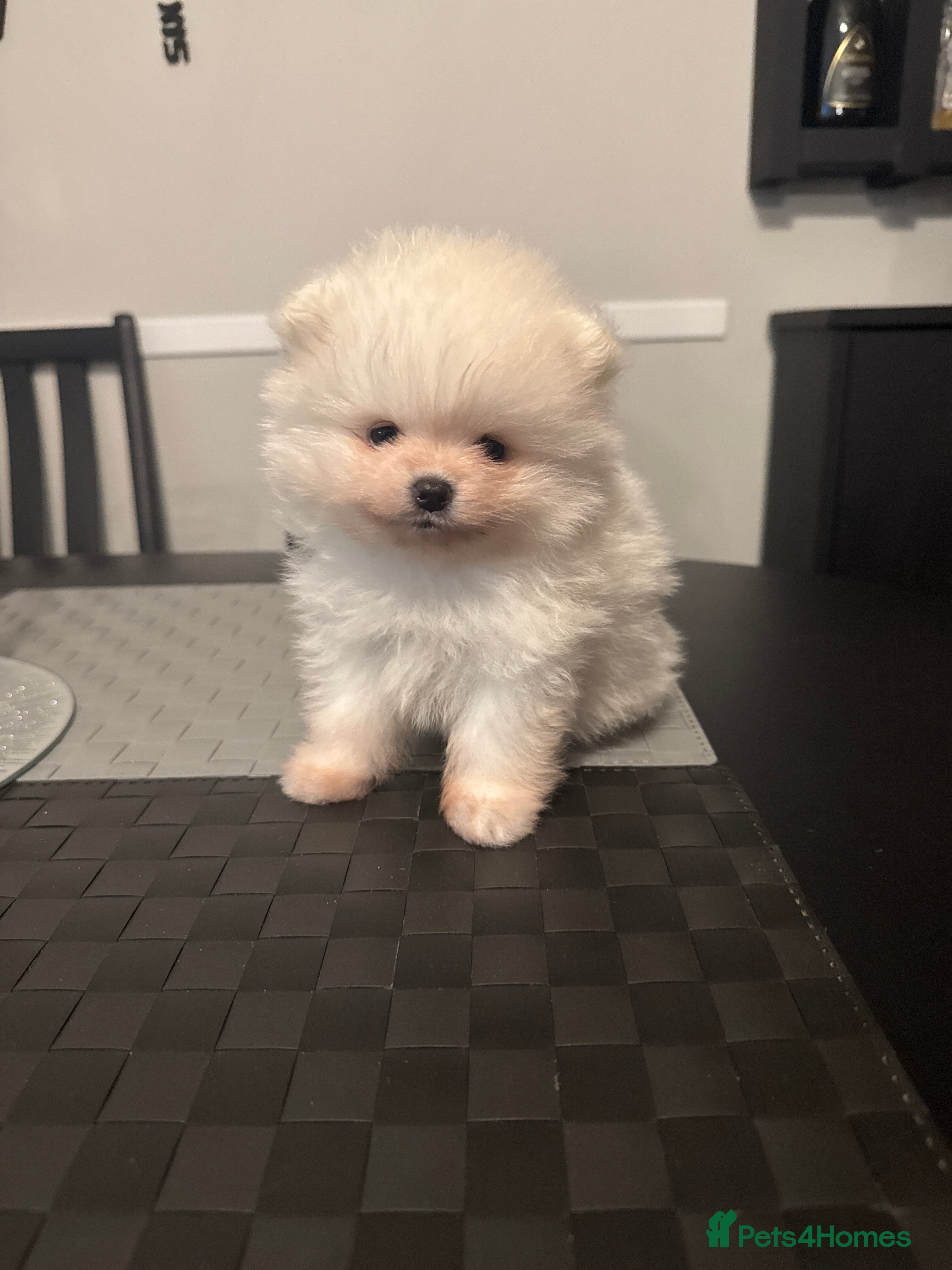 Pomeranian dogs Tiny white Pomeranian puppy  - Advert 18