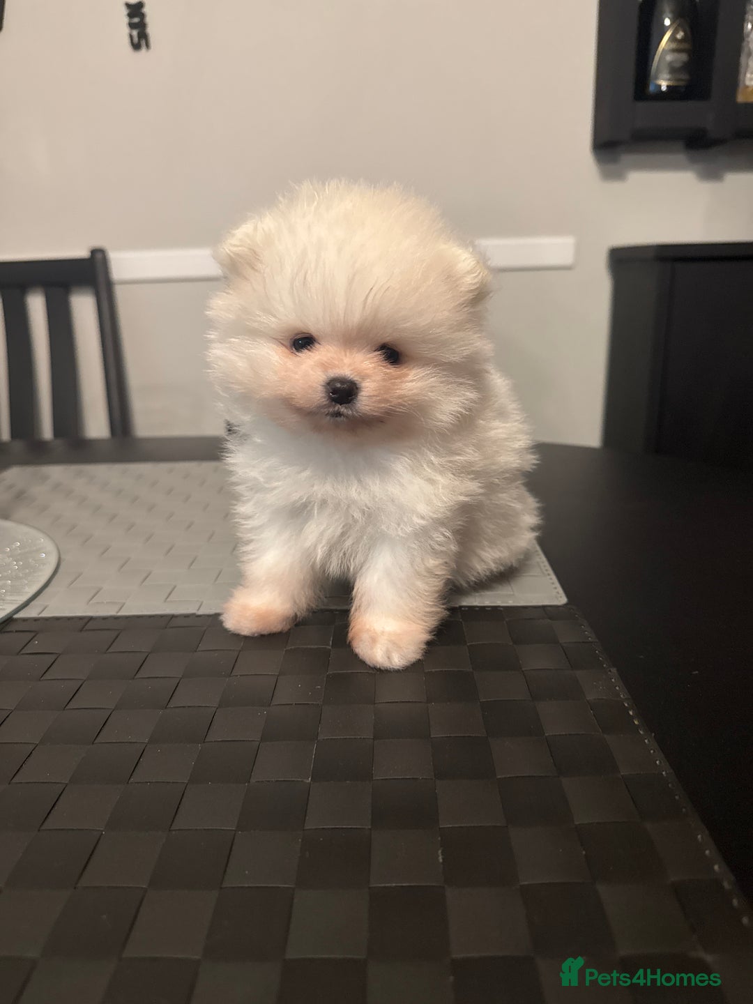 Pomeranian dogs for sale: Tiny white Pomeranian puppy  - Advert 1