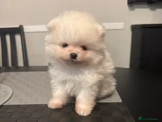Pomeranian dogs Tiny white Pomeranian puppy - Advert 11