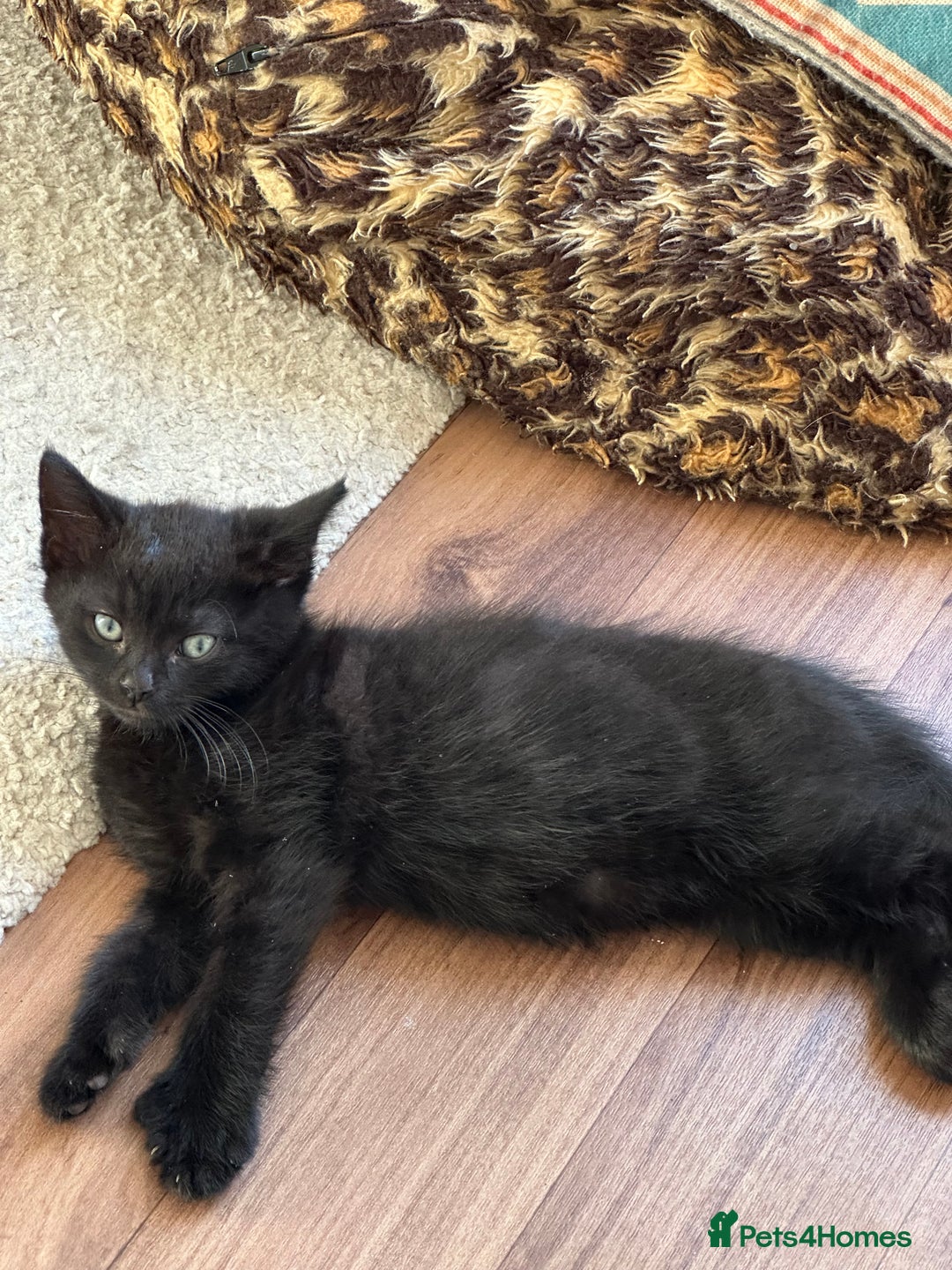 Ragdoll cats for sale: beautiful kittens for sale - Advert 6