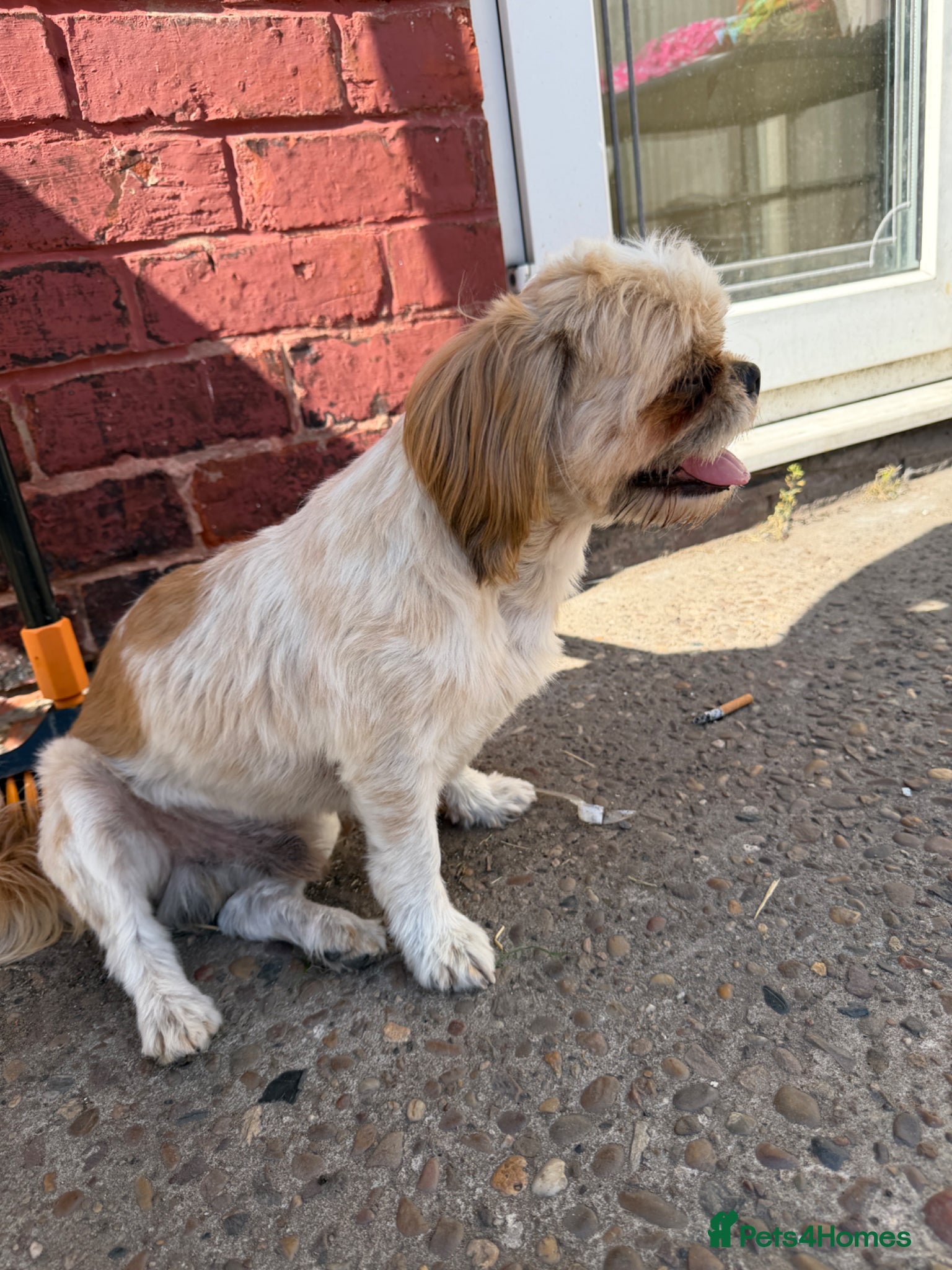 Shih Tzu dogs for sale: ROLO – LOOKING FOR HIS FOREVER HOME - Advert 5