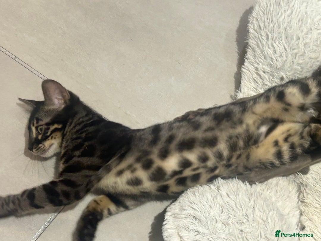 Bengal cats for sale: Stunning Charcoal Female Bengal Kitten - TICA - Advert 8