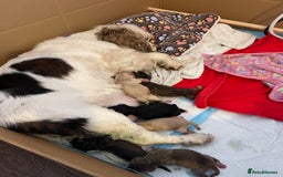 Cockapoo dogs for sale: Adorable F1 Cockerpoo puppies - Image 17