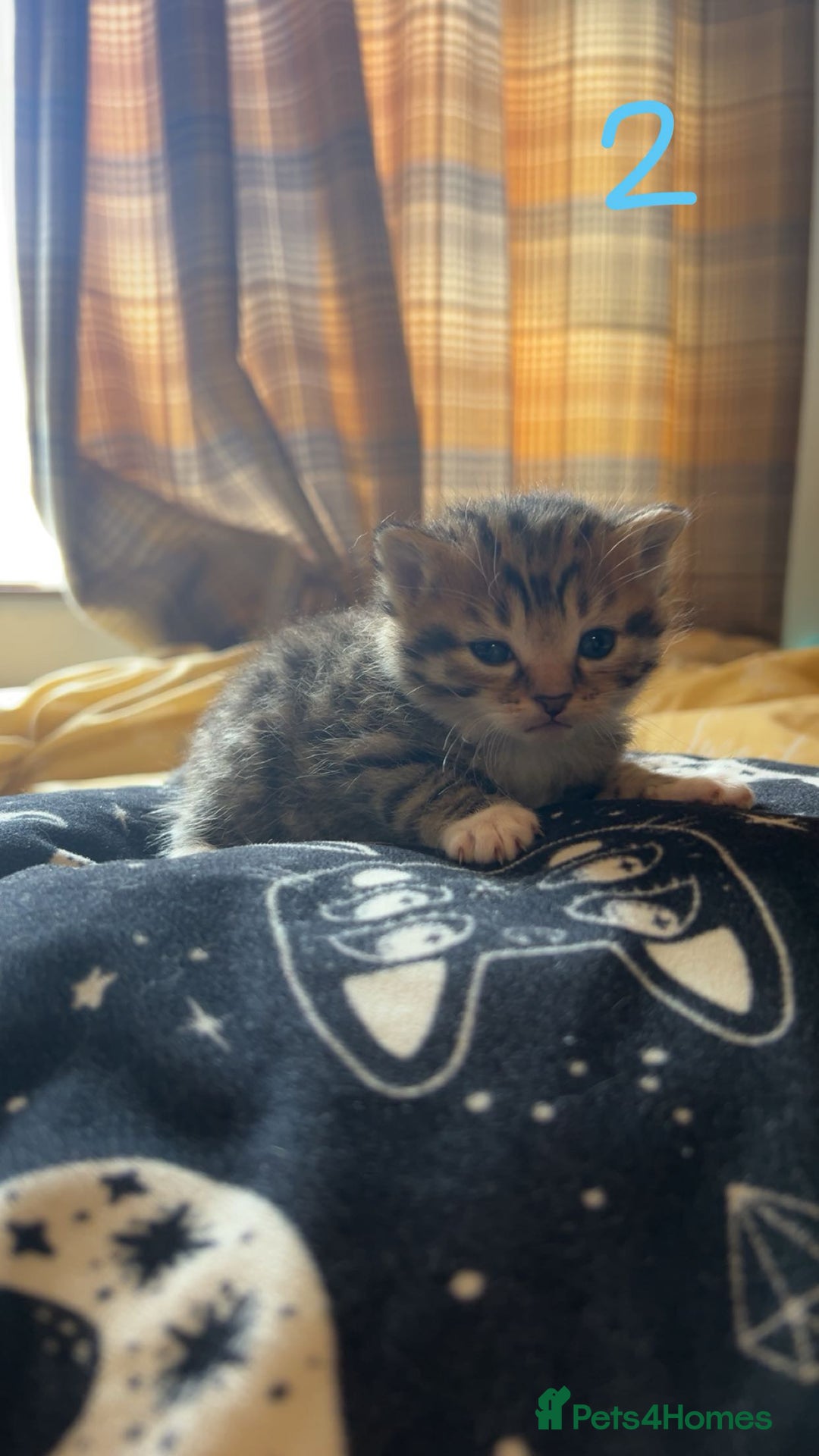 Maine Coon cats for sale: 1 GIRL / 5 BOYS - Image 15