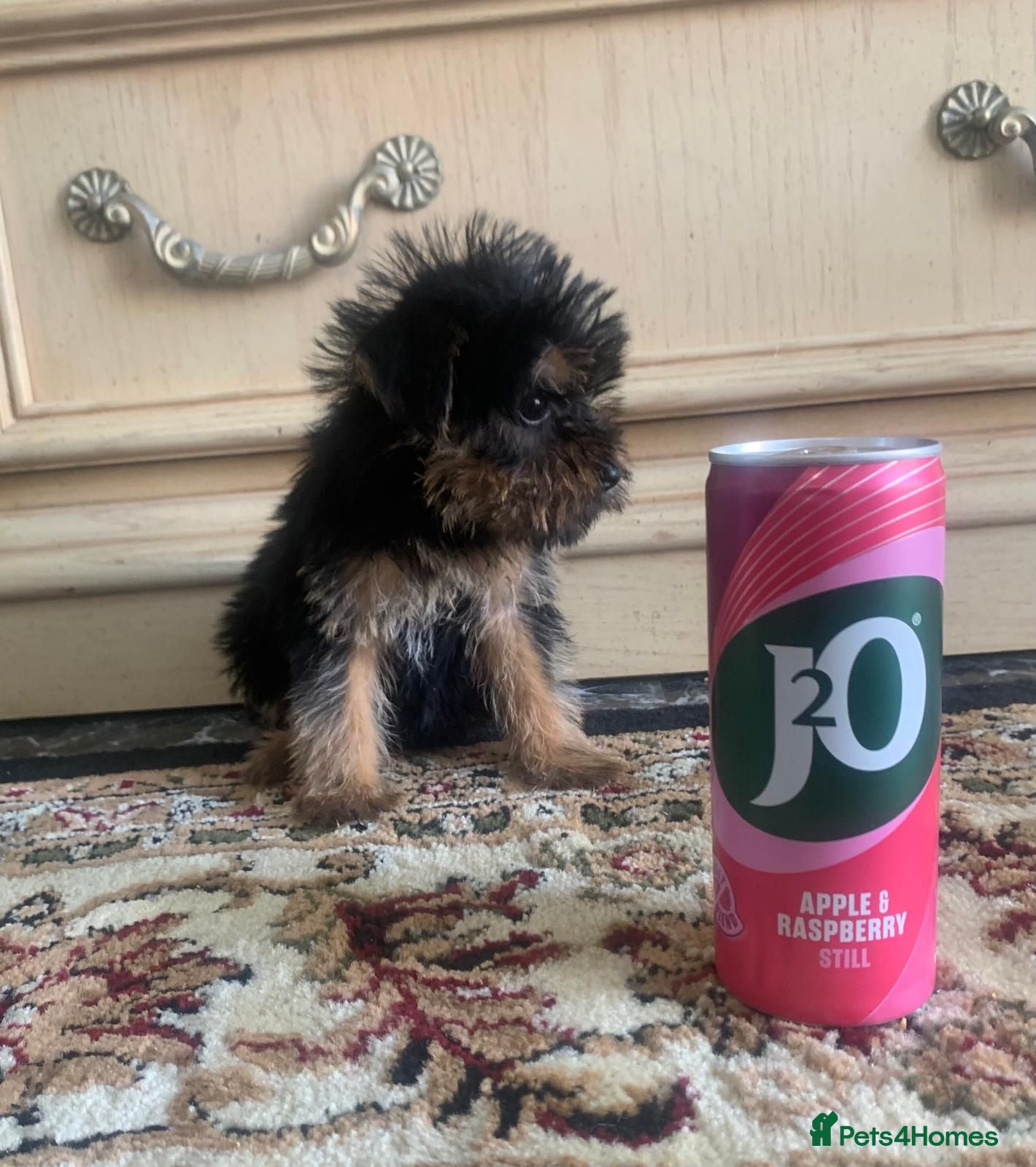 Yorkshire Terrier dogs Yorkshire terrier x cairn terrier yorkie  - Advert 6