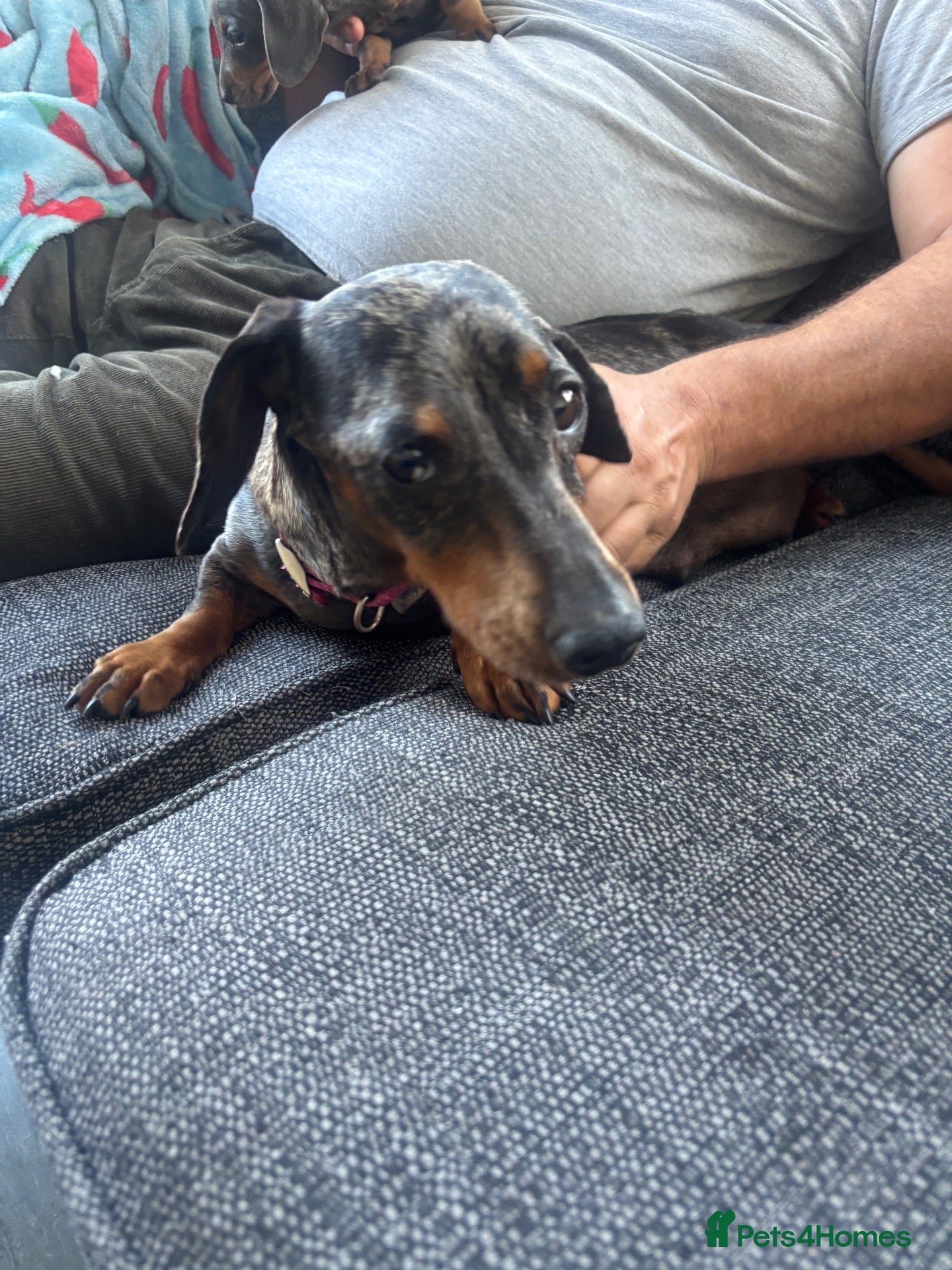 Dachshund dogs dash hound pups - Advert 1
