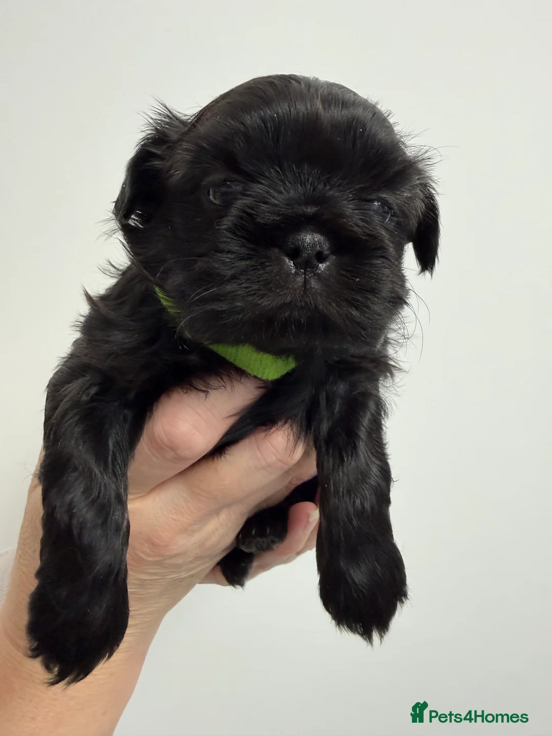 Shih Tzu dogs for sale: Beautiful Pedigree Imperial Shih Tzu Puppies x6  - Advert 15
