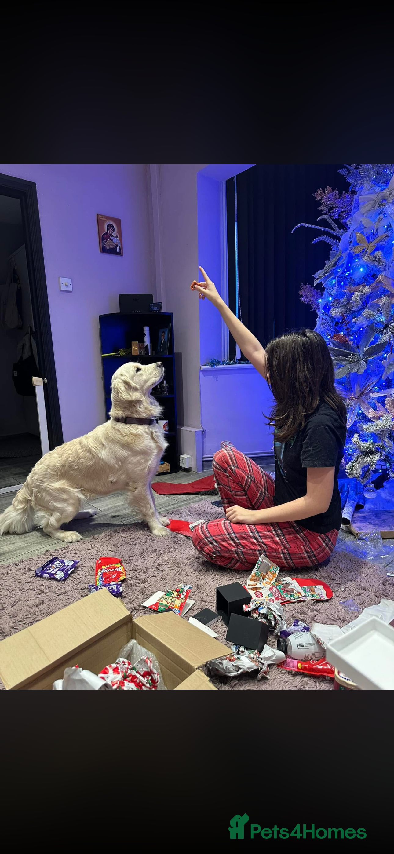 Golden Retriever dogs KC Golden retriever puppies/Due end of March  in Swanscombe - Advert 5