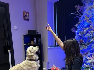 Golden Retriever dogs KC Golden retriever puppies/Due end of March in Swanscombe - Advert 5