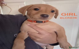 Labrador Retriever dogs for sale: Fox red lab pups - Image 5