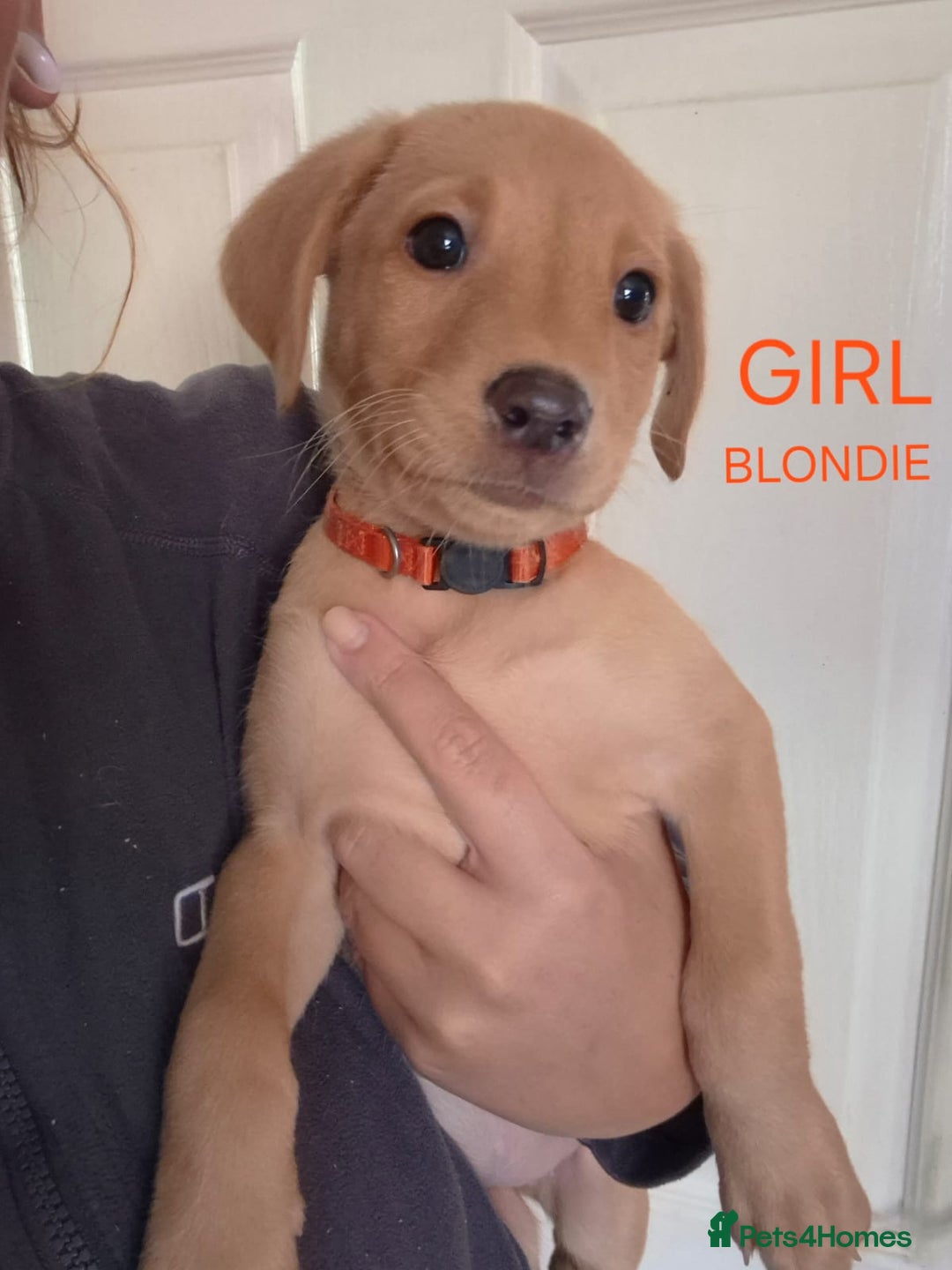 Labrador Retriever dogs for sale: Fox red lab pups - Image 5