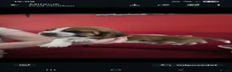 Basset Hound dogs for sale: Basset hound pups kc reg.European lines - Advert 16