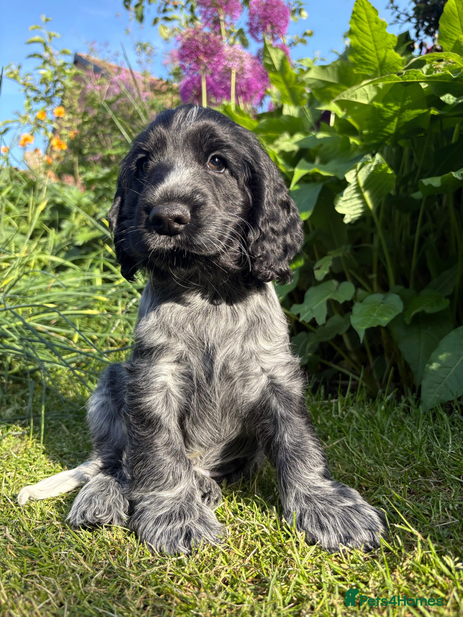 Cocker Spaniel dogs Cocker Spaniel (Show Type) Blue Roan KC reg  - Advert 1