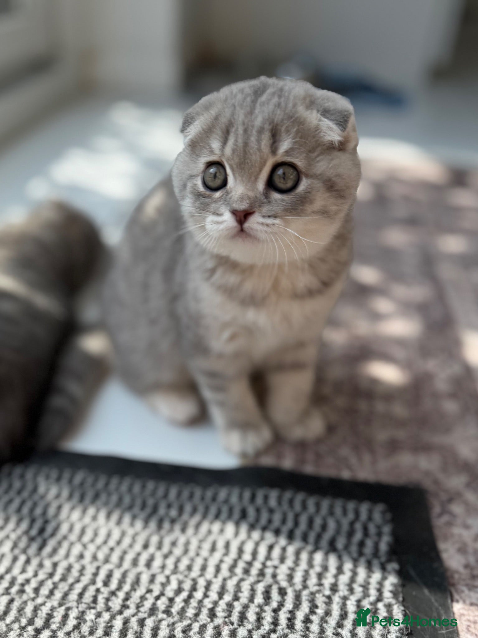 Scottish Fold cats Scottish Fold & Straight Kittens – Ready Now - Advert 10