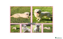 Golden Retriever dogs for sale: Championship line KC Golden Retriever puppies - Image 8