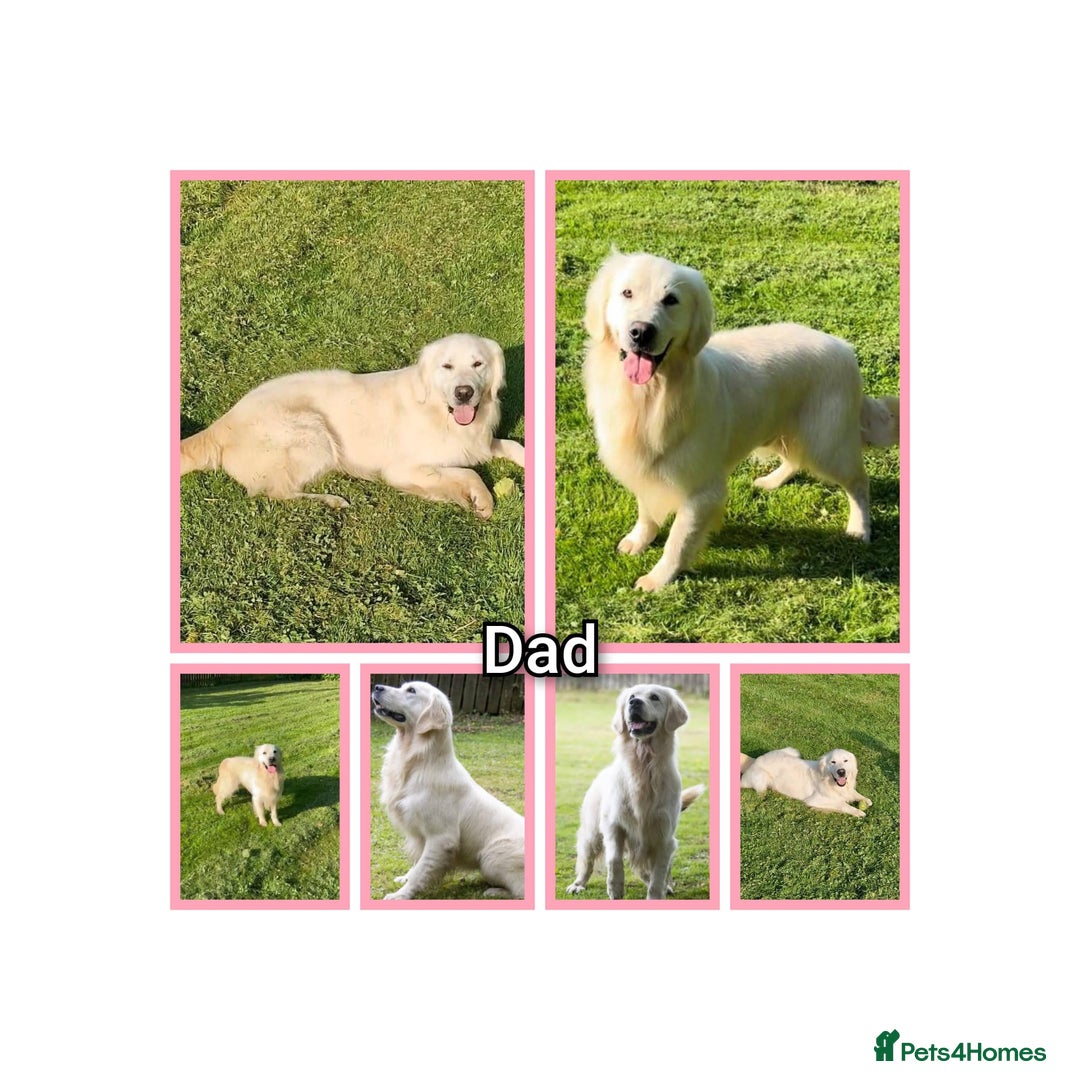 Golden Retriever dogs for sale: Championship line KC Golden Retriever puppies - Image 8