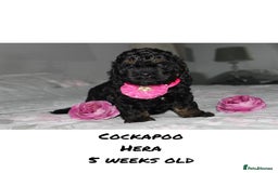 Cockapoo dogs for sale: American unique Black & Tan Cockapoo Girl - Image 3