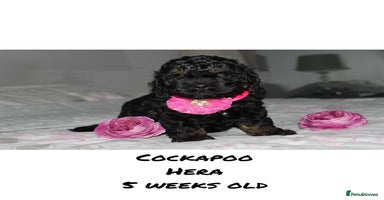 Cockapoo dogs - Advert 1