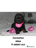 Cockapoo dogs - Advert 7