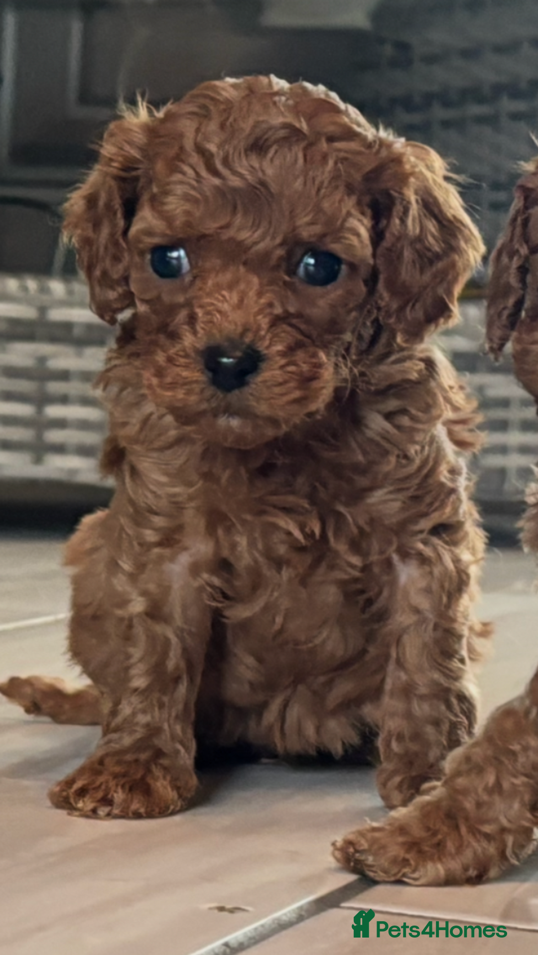 Cavapoo dogs for sale: Cavapoo pups  - Image 17