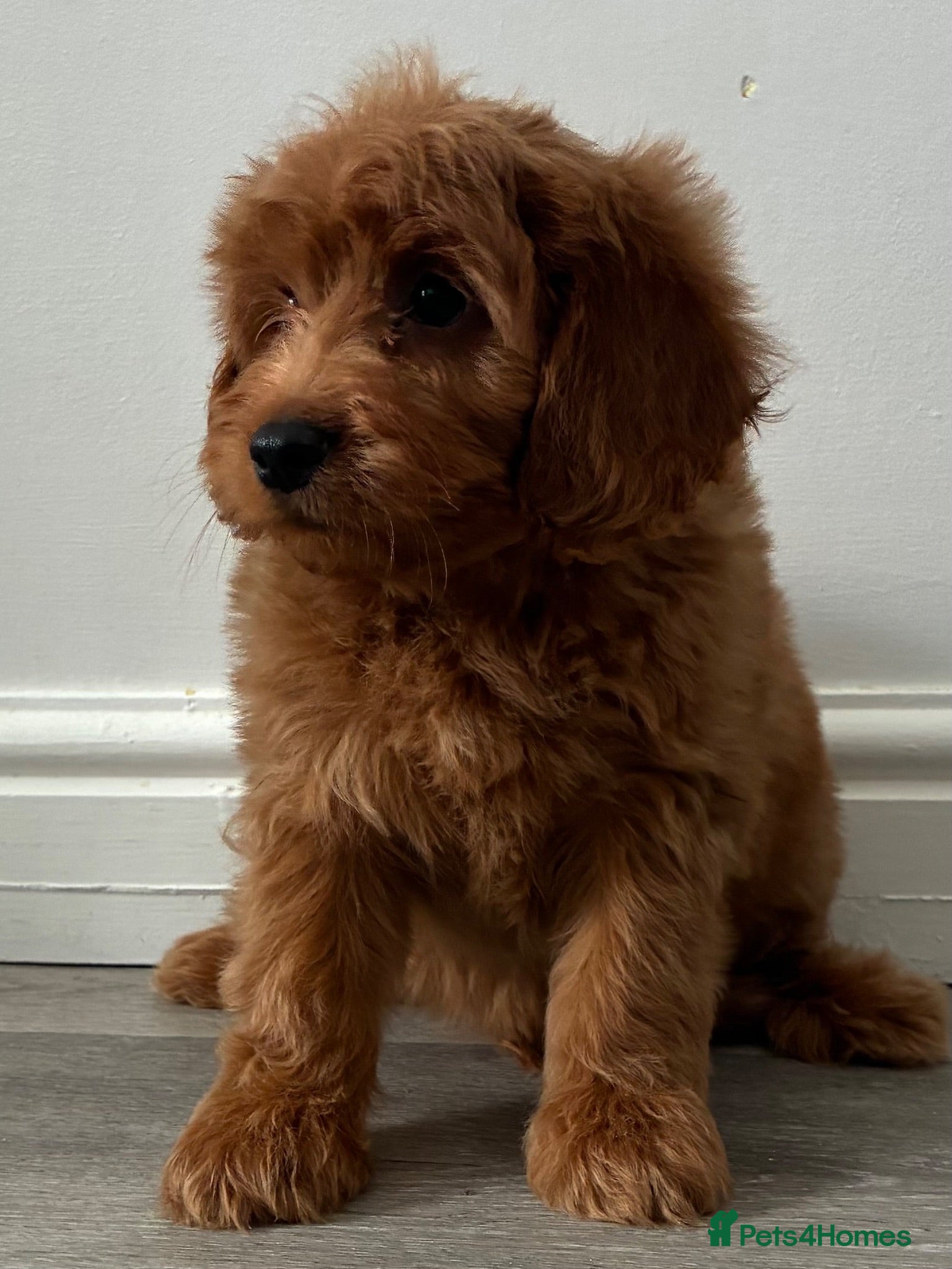 Cockapoo dogs Cockapoo puppies  - Advert 2
