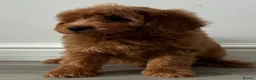 Cockapoo dogs for sale: Cockapoo puppies  - Advert 2