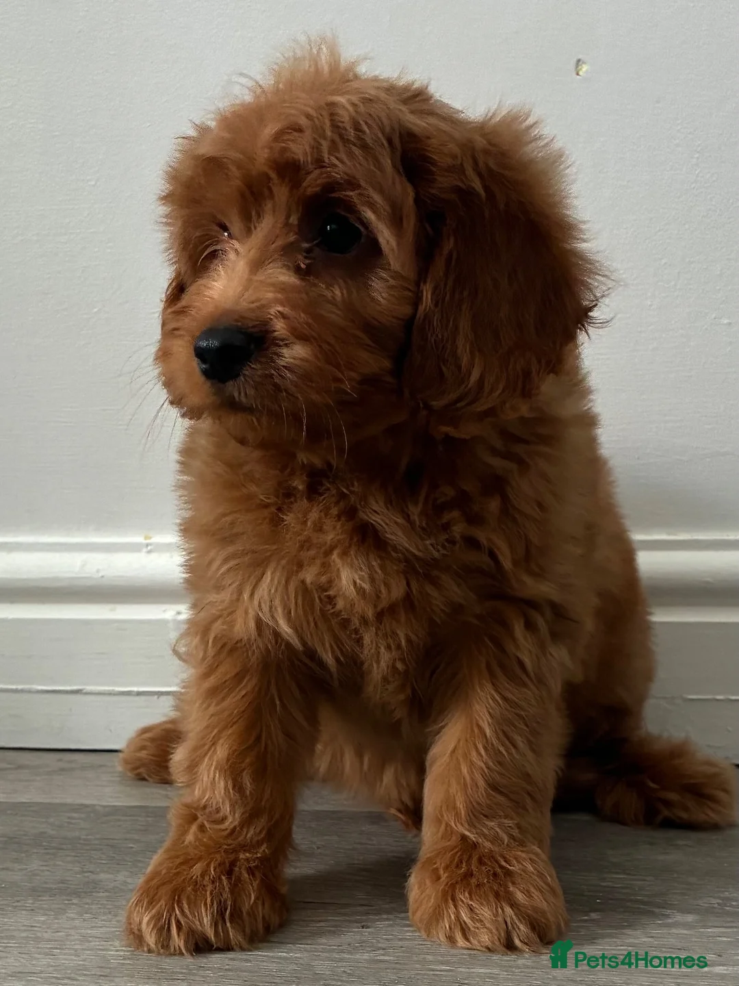 Cockapoo dogs for sale: Cockapoo puppies  - Advert 2