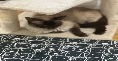 Ragdoll cats - Advert 5