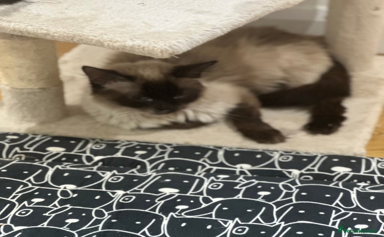 Ragdoll cats - Advert 10