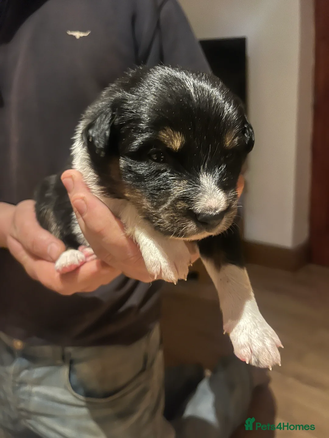 Border Collie dogs for sale: Blue Merle and Tri border collie pups - Advert 5