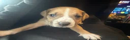 Mixed Breed dogs for sale: Mixed breed puppies in Rowley Regis - Advert 28