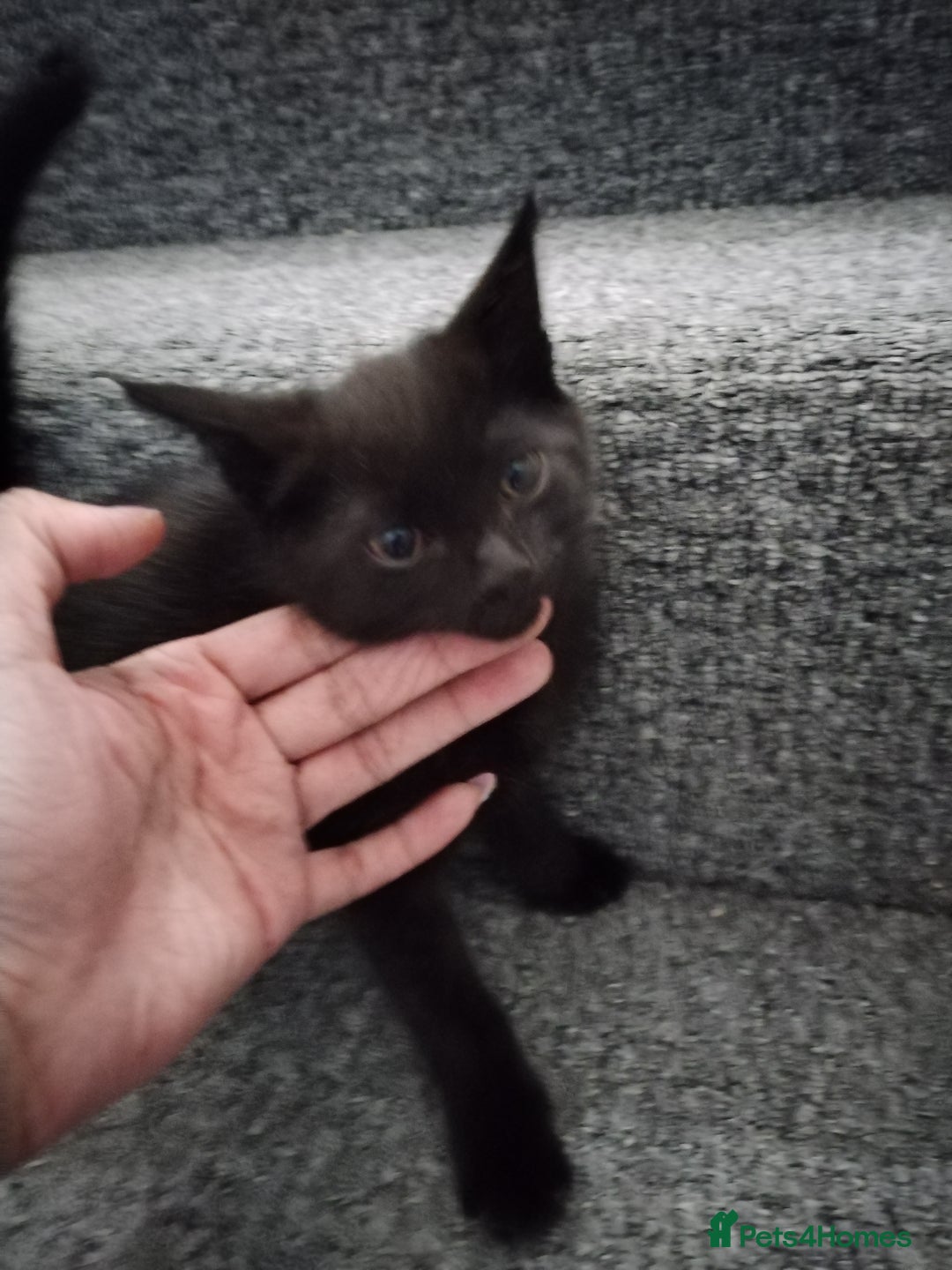 Mixed Breed cats for sale: Immediate collection Male kitten in Grove Park  - Image 4