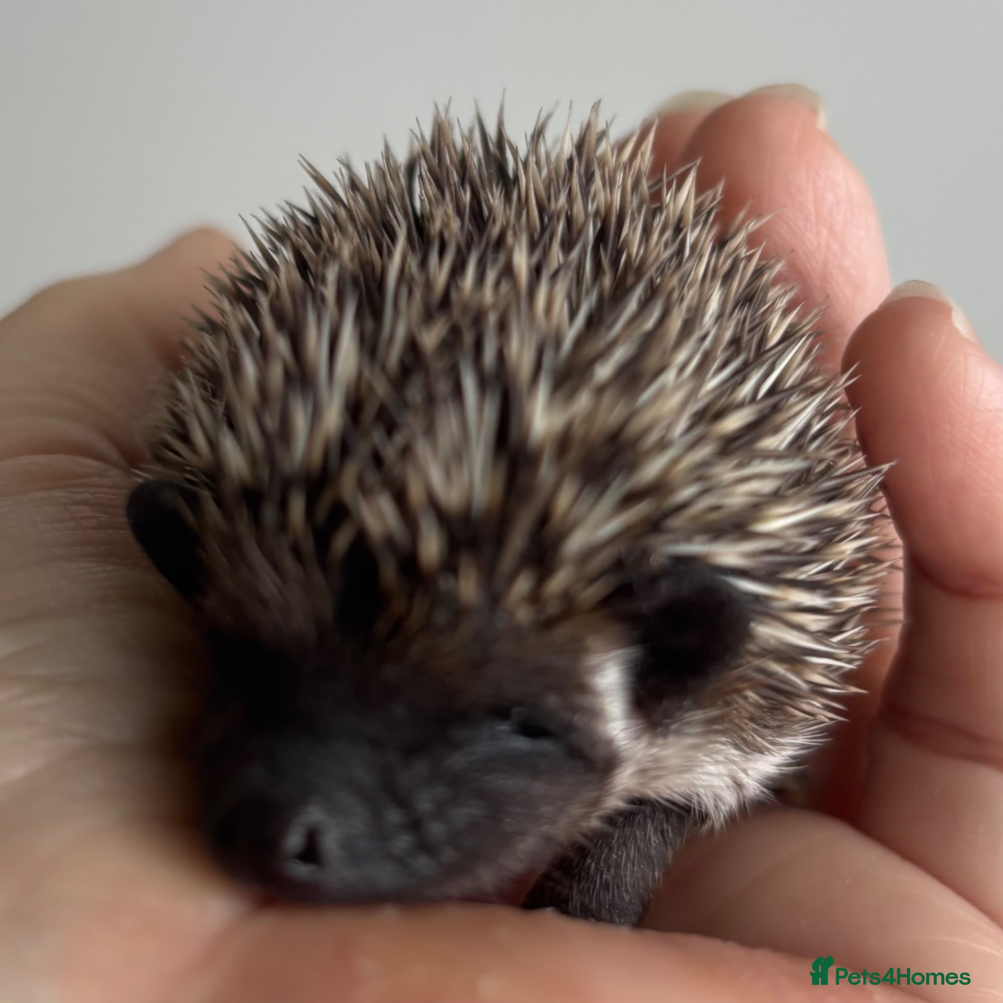 Pygmy Hedgehog rodents African Pygmy Hedgehog  - Advert 15